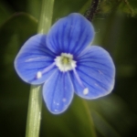 Bild einer kleinen blauen Blume